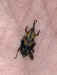 Metamasius sericeus