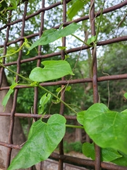 Cynanchum unifarium