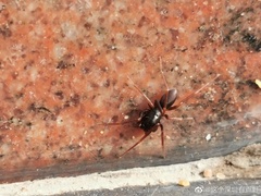 Oedignatha platnicki