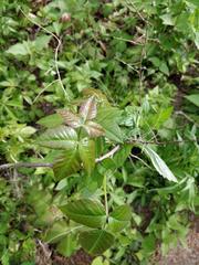 Toxicodendron radicans
