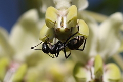 Camponotus eugeniae