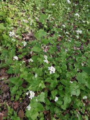Alliaria petiolata