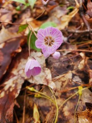 Claytonia caroliniana