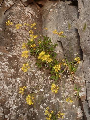 Image of Sinapidendron Frutescens (Sinapidendron frutescens) by (c) aroche, some rights reserved (CC BY)