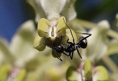 Camponotus eugeniae