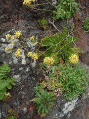 Sinapidendron gymnocalyx