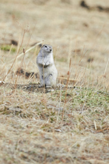Urocitellus undulatus