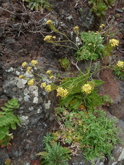 Sinapidendron gymnocalyx