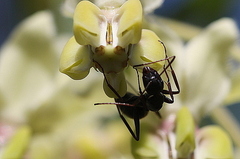 Camponotus eugeniae