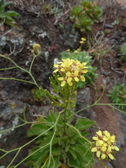 Sinapidendron gymnocalyx