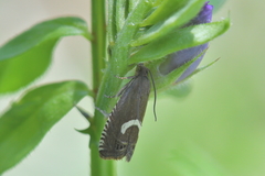 Grapholita lunulana