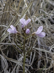 Cardamine trifida