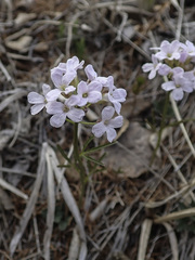 Cardamine trifida