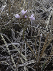 Cardamine trifida