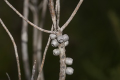 Melaleuca sparsa