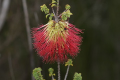 Melaleuca sparsa