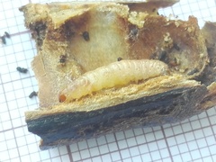 Ectomyelois ceratoniae