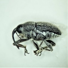 Linogeraeus capillatus