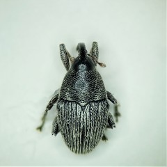 Linogeraeus capillatus