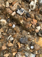 Sargassum muticum