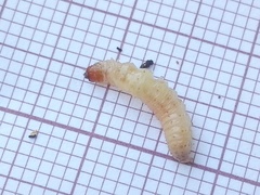 Ectomyelois ceratoniae