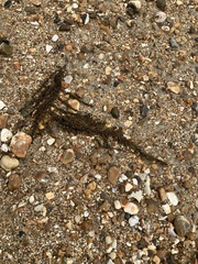 Sargassum muticum