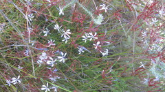 Prismatocarpus diffusus