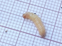 Ectomyelois ceratoniae
