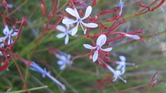 Prismatocarpus diffusus