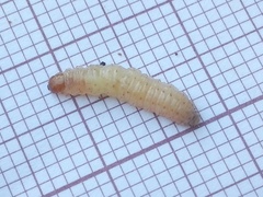 Ectomyelois ceratoniae