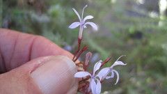 Prismatocarpus diffusus