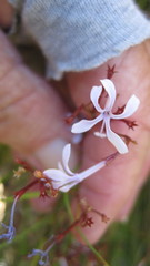 Prismatocarpus diffusus