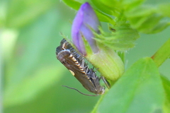 Grapholita lunulana