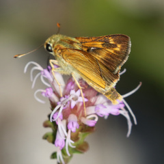 Hesperia meskei