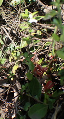 Justicia tubulosa late-ovata