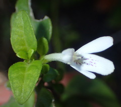 Justicia tubulosa late-ovata