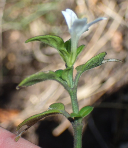 Image of Justicia tubulosa by (c) Nicola van Berkel, some rights reserved (CC BY-SA)