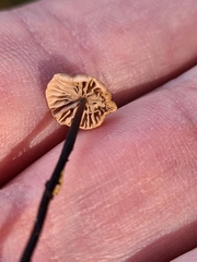 Paragymnopus perforans