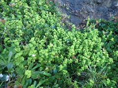 Justicia tubulosa late-ovata