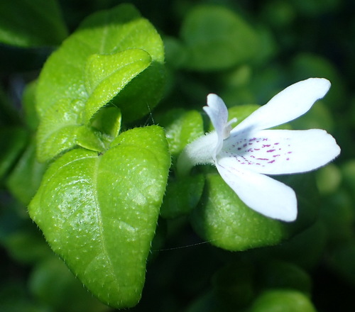 Image of Justicia tubulosa by (c) Nicola van Berkel, some rights reserved (CC BY-SA)