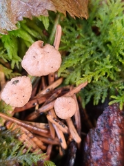 Paragymnopus perforans