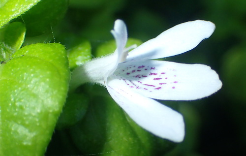 Thin Justice (Justicia tubulosa)
