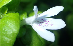 Justicia tubulosa late-ovata