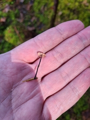 Paragymnopus perforans