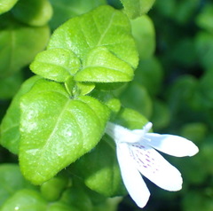 Justicia tubulosa late-ovata