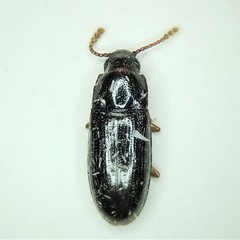 Pharaxonotha kirschii
