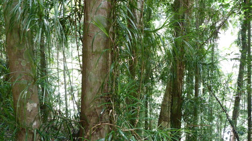 Giant climbing pandan (Freycinetia excelsa)