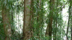Freycinetia excelsa