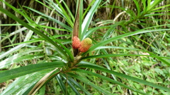 Freycinetia excelsa