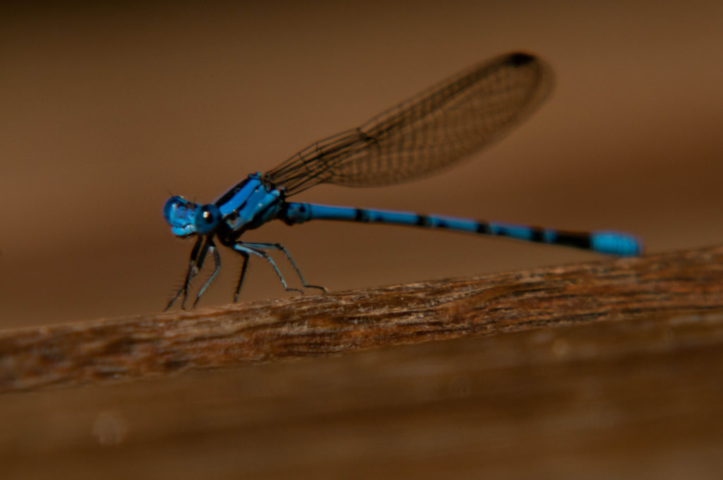 Caballito del diablo (Caballitos de alas angostas Coenagrionidae ...
